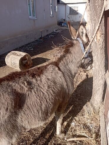 домик для кроликов: Осёл серый, компактного роста. На фото видно: - Крепкое телосложение — 4