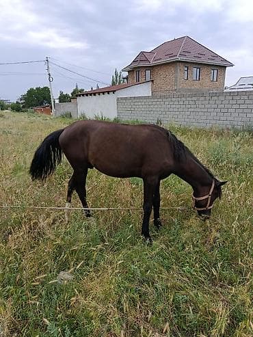 лошадь кони: Продаю | Жеребенок | Рабочий — 2