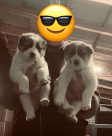 купить щенка французского бульдога: Алабай, 1 айлык, Ургаачы, Эмделген, Ит тегин тастыктоочу документ — 1