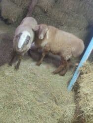 сколько стоит лабрадор ретривер: Продаю | Баран (самец) | На забой — 7