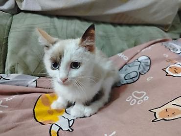 Животные: 3 месяца, Девочка, Приучена к лотку, Проглистована, С прививками — 1
