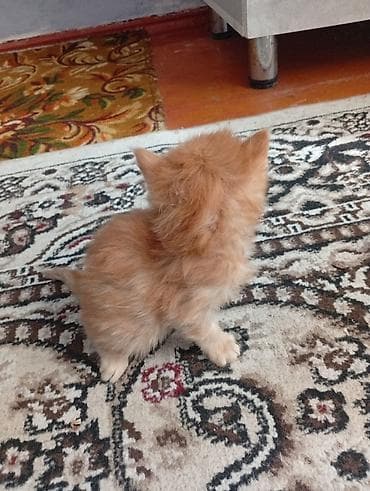 Рыжий котёнок домашний - Окрас: тёплый рыжий, мягкая пушистая шерсть