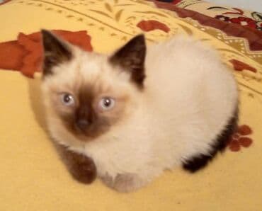 сиамские котята бишкек: Кошка даром: Сиамская, 2 месяца, Мальчик — 2