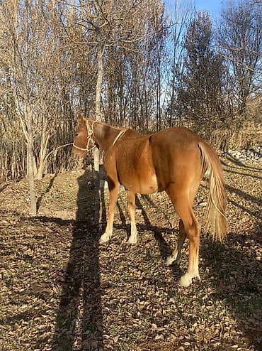 Аквариумы: Продаю | Жеребенок | Полукровка — 3