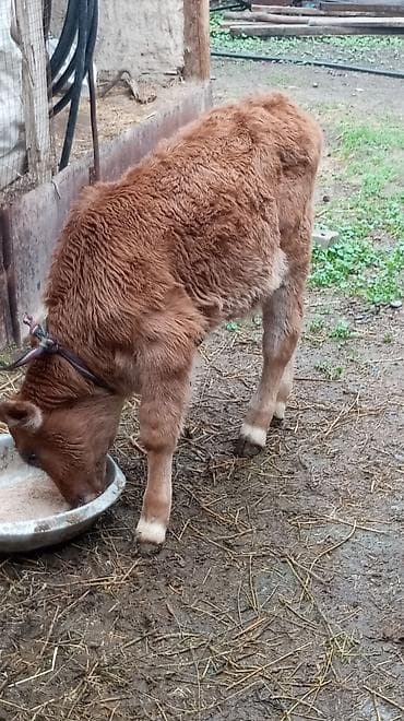 улуу тоо: Сатам | Бука (эркек) — 2