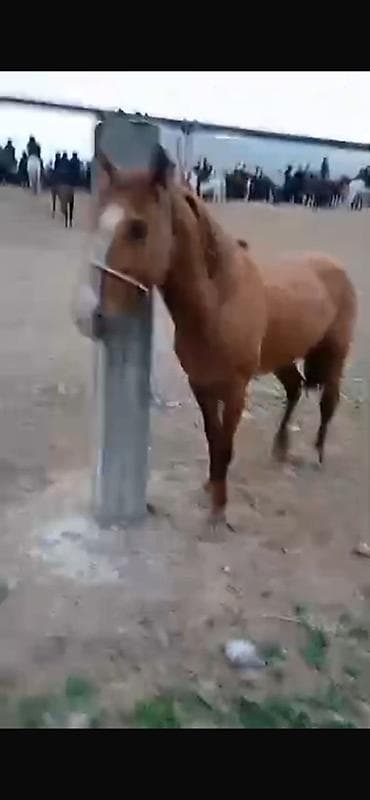 бигль собака: Продаю | Конь (самец), Жеребец | Рабочий — 1