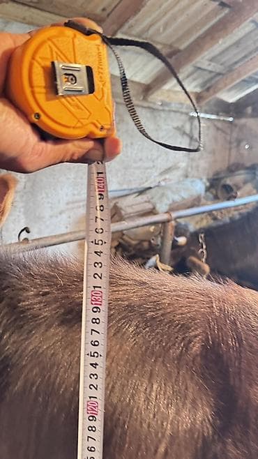 продажа собак бишкек: Продаю | Корова (самка), Тёлка | Голштин, Швицкая | На откорм, Для разведения, Для молока — 8