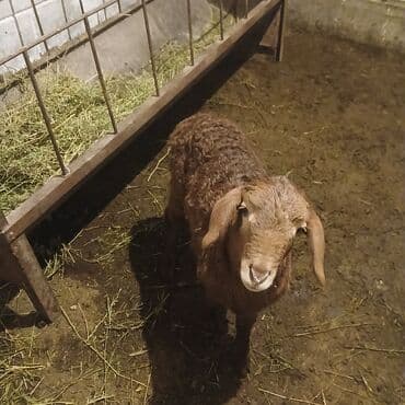 Иттер: Сатам | Козу | Көбөйтүү үчүн — 7