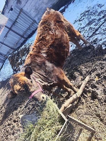 Продаю | Тёлка | Полукровка | На откорм | Привязанные