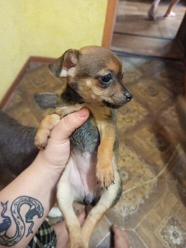 сколько стоит алабай щенок: 2 месяца, Самец, С прививкой — 3