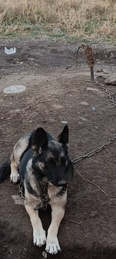 Немецкая овчарка, кобель. Окрас чёрно-серый с подпалом, выразительная