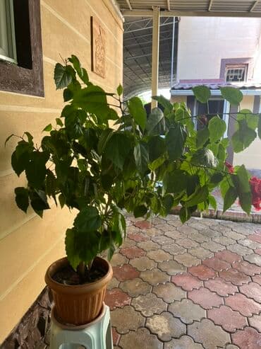 декабрист цветок: Растение гибискус в горшке, характеризующееся пышной зеленой листвой и — 2