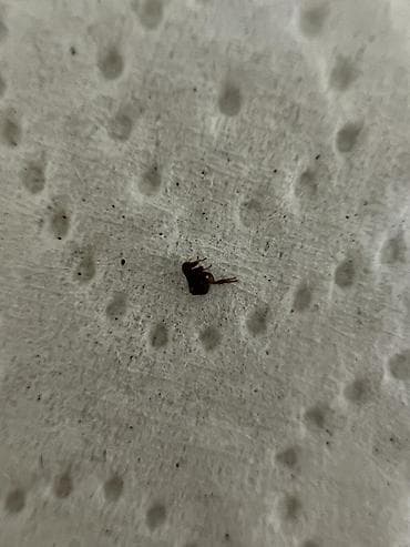 Другие услуги: Дезинфекция, дезинсекция, | Клопы, Блохи, Тараканы, | Транспорт, Офисы, Квартиры — 6