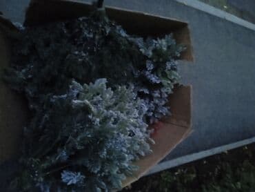 искусственные ели с белой хвоей: Искусственная хвойная гирлянда/ветви с эффектом «снежной шапки». - — 1