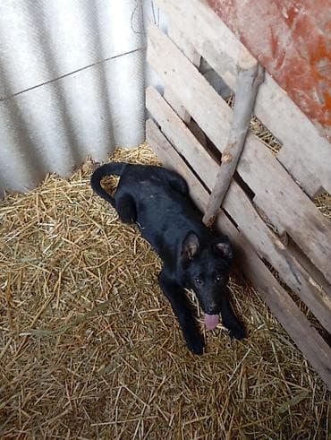 где можно купить перепелов: Щенок, черный окрас, стоячие уши, длинный хвост. Активный, любопытный — 3