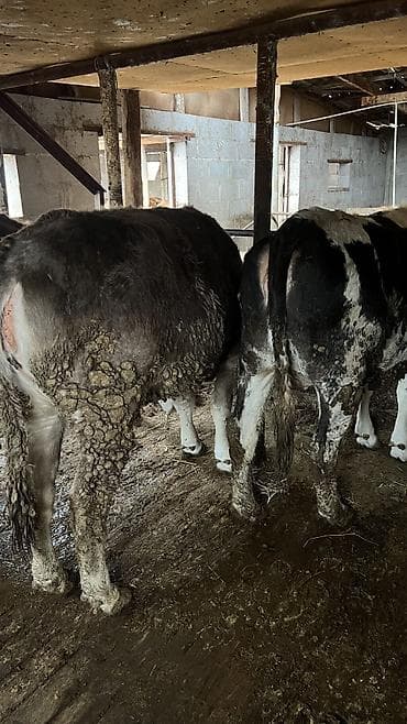 Продаю | Корова (самка)