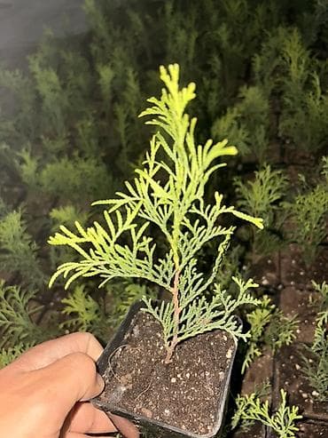 Саженцы туи (смарагд, западной) в пластиковых контейнерах. Описание