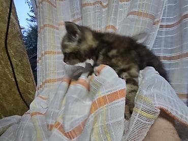 Продажа кошек: Котята от домашней кошки-скоттиш-фолд (вислоухая, рыжая — 6
