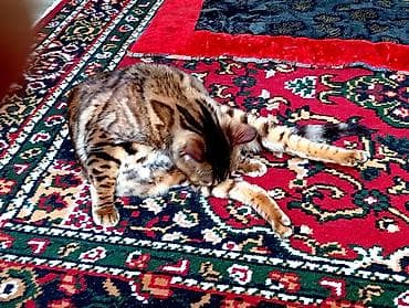 жаны асый: Бенгал, 3 жаш, Ургаачы, Алтын шиншилла, Лотокко барууга үйрөтүлгөн — 4