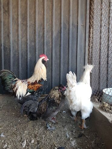 наполнители для кошек: Петушки — 3