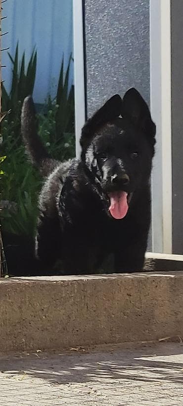 русский спаниэль: Дата рождения 13 февраля! Щенки прошли активацию в клубе, получены — 2