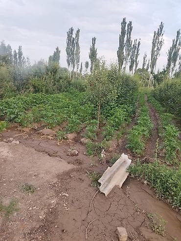 Недвижимость: 🔥 Срочная продажа дома на Иссык-Куле! 🔥 Продается уютный и надежный — 2