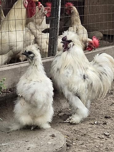 Животные: Продаются пара китайских (шелковых ) взрослые, окрас долматинец — 1