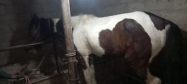 Кошки: Продаю | Конь (самец) | Рабочий — 3