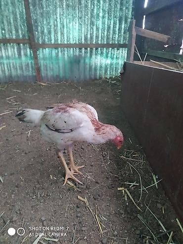 куры кучинские: Продаю | Куры | Бойцовая | Для разведения — 5