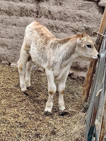 ветеринар вызов дом в бишкеке: Продаю | Бык (самец) | Полукровка | На откорм | Привязанные — 6