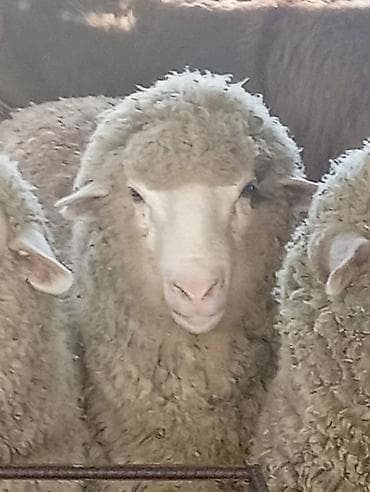 где можно купить кошку в бишкеке: Продаю | Баран (самец) | Меринос | Для разведения | Осеменитель — 1