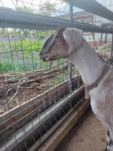 купить рыбу клоуна: Продаю | Коза (самка) | Нубийская | Для молока | Племенные — 2