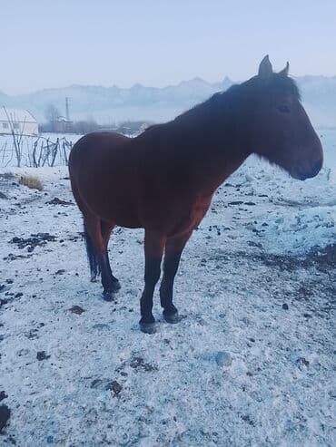 Аквариумы: Продаю | Жеребенок | Рабочий — 3