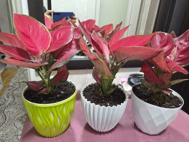 Фикустар: Комнатные растения в горшках: 1) Фикус (Ficus elastica — 3