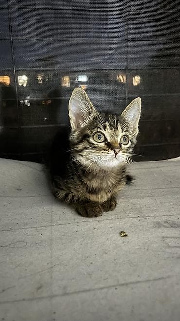 Продажа кошек: Котята в добрые и ответственные руки!!! Описание: - Возраст на фото — 3