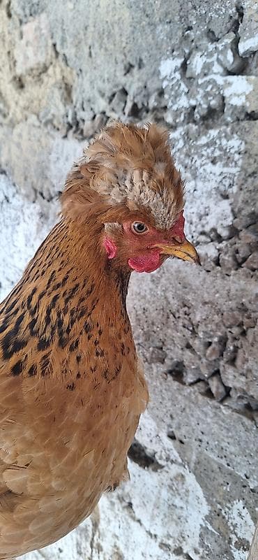 несушки кур: Продаю | Куры | Для разведения — 8