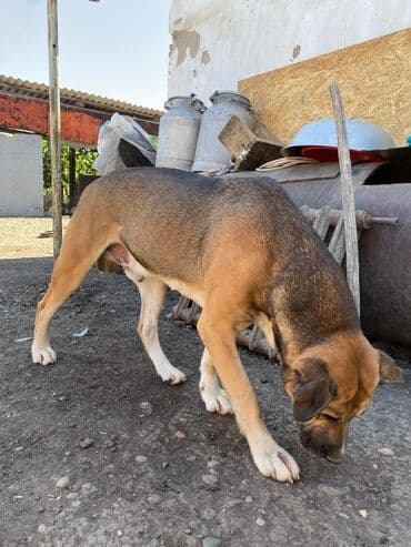 сколько стоит бульдог: Представляем домашнего питомца с короткой шерстью, имеющего — 2