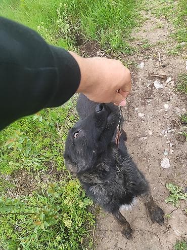 Продажа собак: Бельгийская овчарка, 4 месяца, Самец, С прививкой — 2