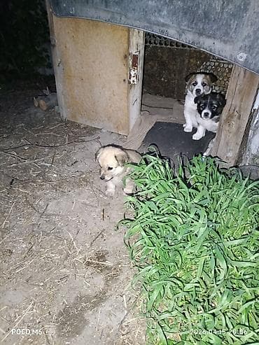щенята даром: Щенки -дворняжкиДевочки все 5-недель,звотночки- будут среднего — 1