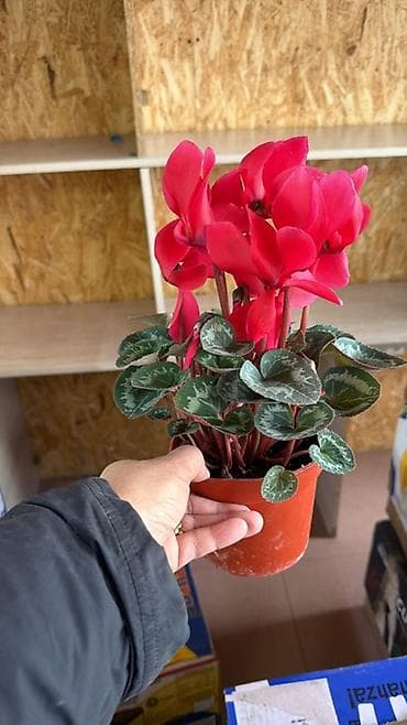 Уход и хранение одежды: Цикламен в горшке - Ярко-красное цветение, изящные изогнутые лепестки — 1