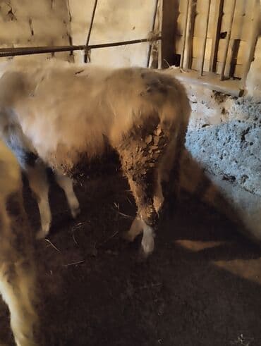 охотничье собаки: Продаю | Бык (самец) | На откорм | Привязанные — 1