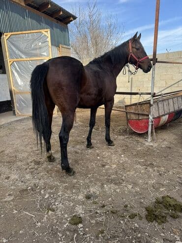 Audi: Продаю | Жеребец | Английская | Для разведения, Конный спорт — 1