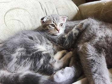 кошка продаётся: Скотиш Фолд (Шотландская вислоухая), 2 месяца, Мальчик, Серый — 5