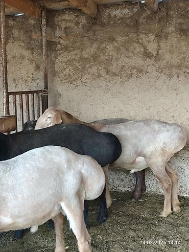 Продаю | Баран (самец) | Для разведения | Племенные — 5