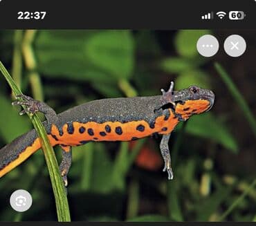 редкие питомцы: Огнебрюхий третон (нет а наличии )поставка весной !!! Кому заказать — 2