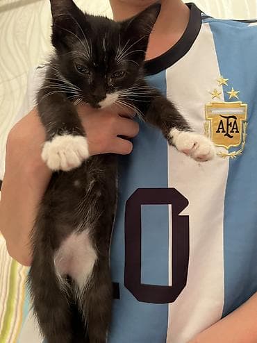 котята отдам: 🐾 Ищем самые добрые и заботливые руки для котят! 🐾 В добрые и — 2