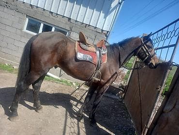 кошки мейн кун: Продаю | Конь (самец) | Английская — 4