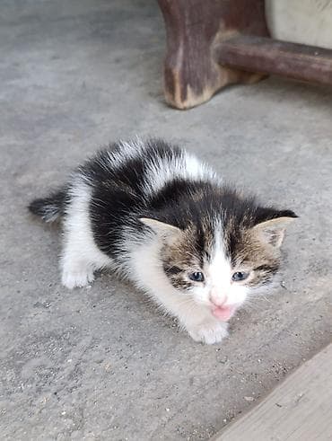 scottish fold: Отдам котят в добрые руки. Особенности: - Ласковые и контактные — 4