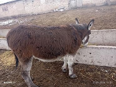 Грызуны: 2жаш — 1