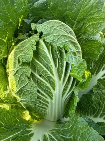 оптом продукт: Капуста Пекин — 2